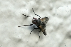 Rhinophoridae