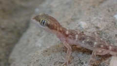 Tropiocolotes hormozganensis