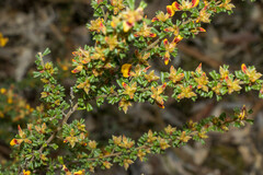Pultenaea scabra