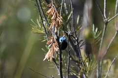 Malurus lamberti