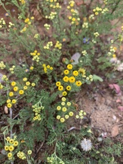 Oncosiphon suffruticosus