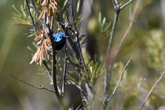 Malurus lamberti