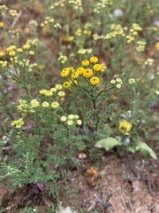 Oncosiphon suffruticosus