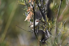 Malurus lamberti
