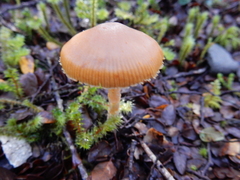 Galerina patagonica