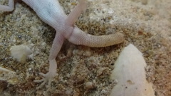 Tropiocolotes hormozganensis