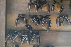 Cynopterus brachyotis