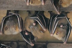 Cynopterus brachyotis