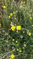 Diplotaxis tenuifolia