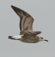 Larus fuscus barabensis