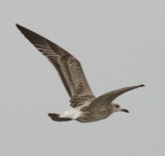 Larus fuscus barabensis