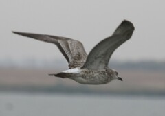 Larus fuscus barabensis
