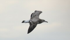 Larus fuscus barabensis