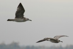 Larus fuscus barabensis