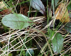 Ajuga reptans
