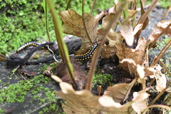 Asiomorpha coarctata