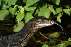 Varanus salvator macromaculatus