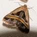 Acantholipes trimeni - Photo (c) woodowlwildlife, μερικά δικαιώματα διατηρούνται (CC BY-NC), uploaded by woodowlwildlife