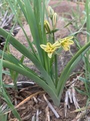 Albuca suaveolens