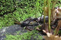 Asiomorpha coarctata