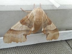 Marumba quercus