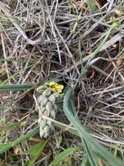 Albuca suaveolens