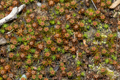 Polytrichum juniperinum