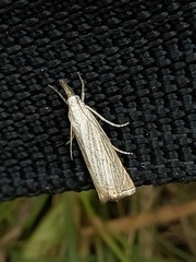 Chrysoteuchia culmella