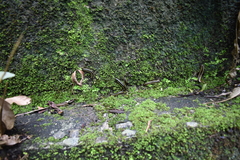 Asiomorpha coarctata