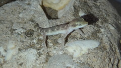 Tropiocolotes hormozganensis