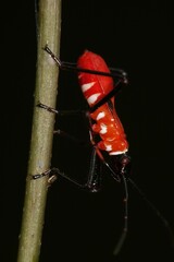 Dysdercus decussatus