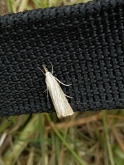 Chrysoteuchia culmella