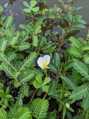 Ludwigia adscendens