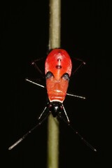 Dysdercus decussatus