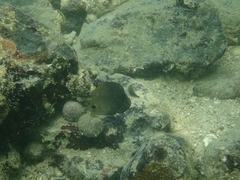 Acanthurus xanthopterus