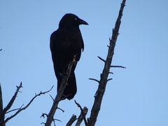 Corvus mellori