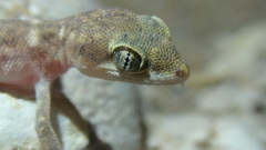 Tropiocolotes hormozganensis