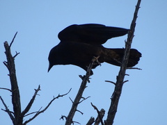 Corvus mellori
