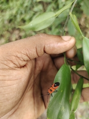 Oncopeltus nigriceps