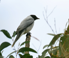 Coracina novaehollandiae