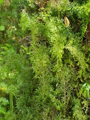 Hymenophyllum flexuosum