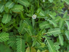 Eclipta prostrata