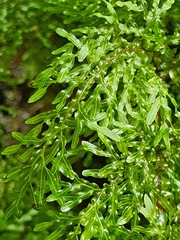 Hymenophyllum flexuosum