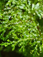 Hymenophyllum flexuosum