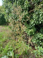 Lactuca serriola