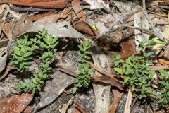 Pimelea humilis