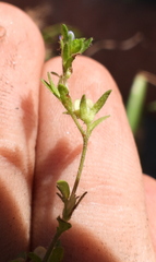 Veronica verna