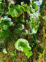 Hymenophyllum nephrophyllum