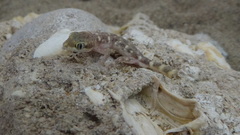 Tropiocolotes hormozganensis