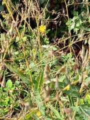 Lactuca serriola
